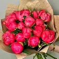 Коралловые пионы Коралловые пионы